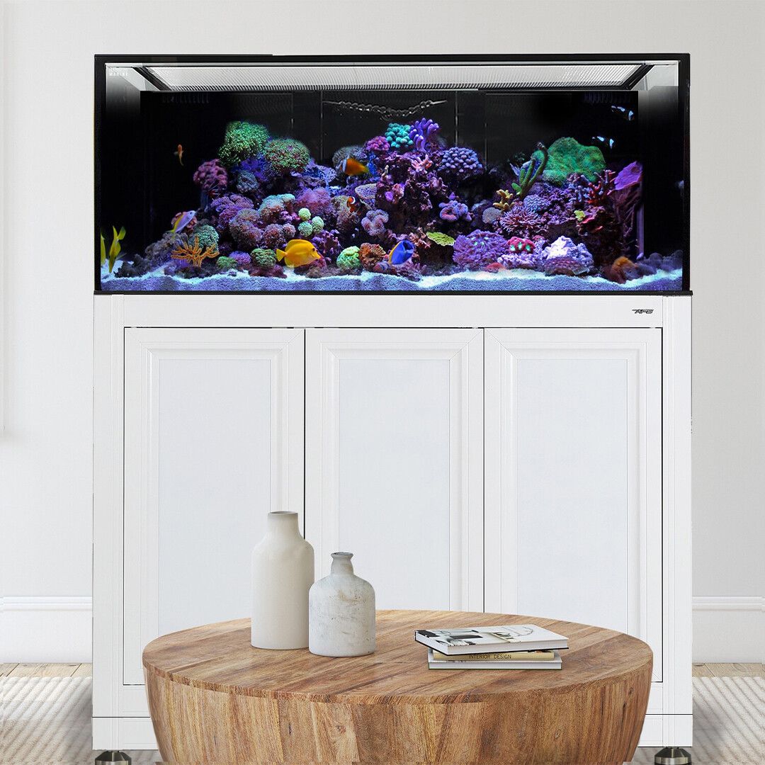 An Innovative Marine INT 170 Gallon Complete Reef System sits on a white cabinet, filled with colorful corals and vibrant fish. In front, a round wooden table holds two ceramic vases and a stack of magazines on a light carpeted floor.