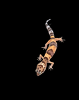 Against a black background, the A.O. Produced Leopard Gecko (Eublepharis Macularius), Normal Het. Black Knight, displays its intricately patterned spots and striped tail, echoing the beauty of its hatchling origins.