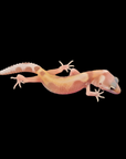 An orange and white A.O. Produced Leopard Gecko-Eublepharis Macularius, Rainwater Albino Het. Tug Snow, hatched in 03/2025, lies on a black background, its textured skin highlighted by large eyes. Its limbs spread out while the tail curves slightly upwards like its clutch mates.