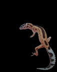 A newly hatched A.O. Produced Leopard Gecko- Eublepharis Macularius- Normal Het. Black Knight from 11/2024, showcasing its patterned body and banded tail, stands on one leg against a black background.