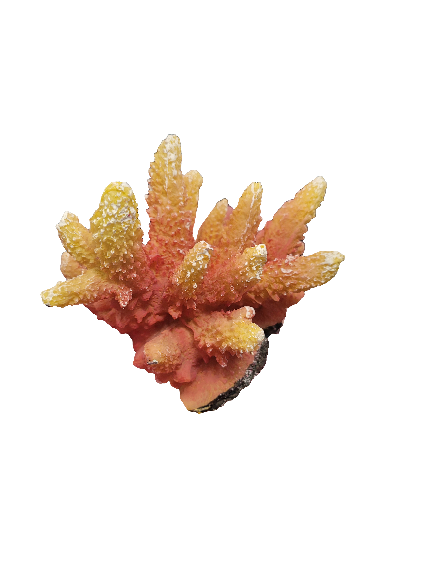 The Acropora Decor - Small features vibrant yellow and orange branching structures on a textured surface, beautifully isolated on a white background.