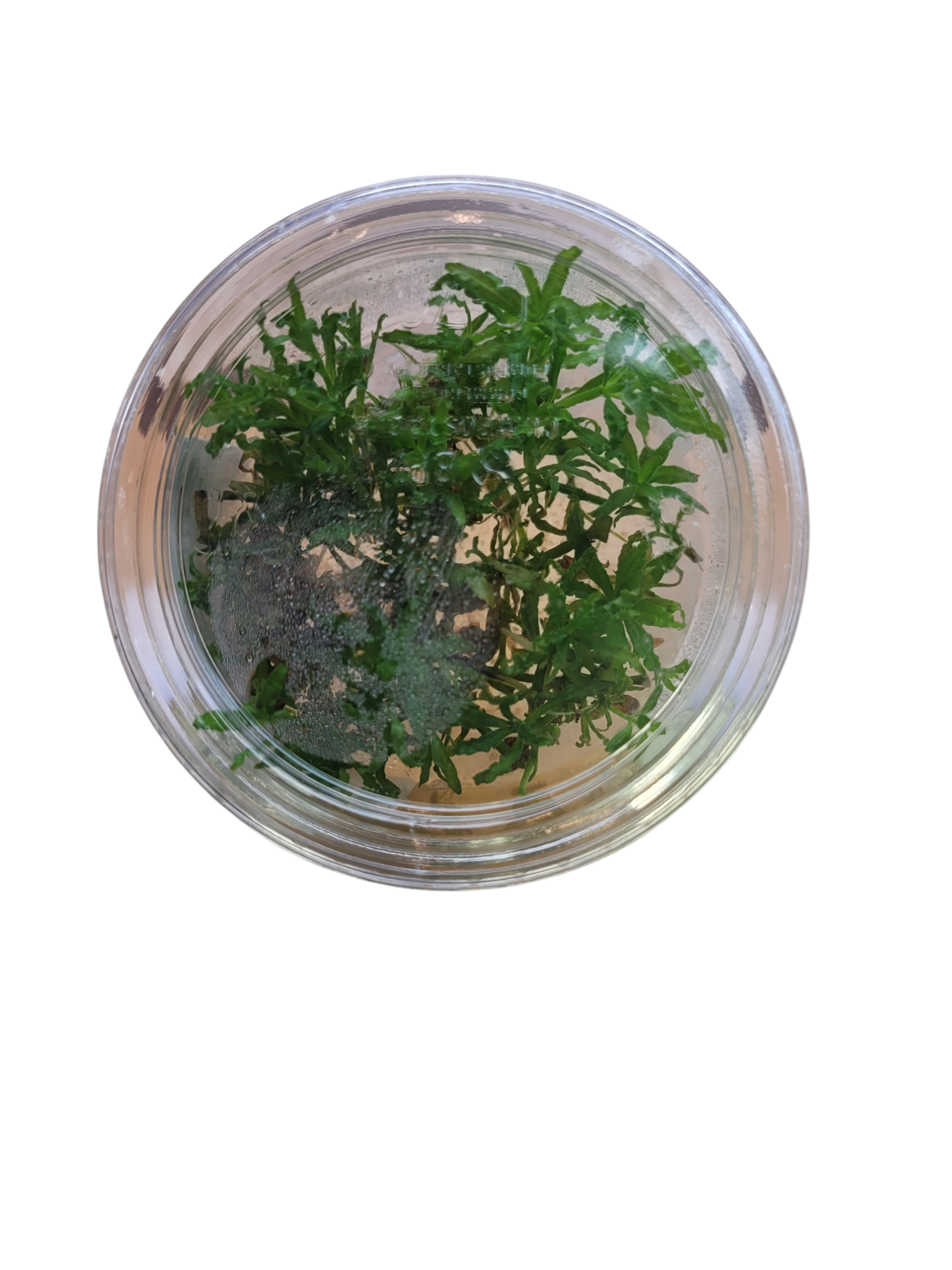 Aerial view of an Aquatropix - Asst. Aquatic Plant Culture featuring a small glass terrarium with lush green aquatic plants, showcasing delicate, narrow leaves arranged organically against a white background.