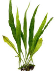 The Asst. Loose Aquatic Plant features tall, narrow leaves that grow from a compact root cluster and showcase vibrant green foliage with pointed tips.