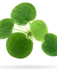 Close-up of five green, round leaves from the Asst. Loose Aquatic Plant, adorned with water droplets and arranged in a cluster against a white background. The leaves have stems that converge at the center.