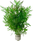 The Asst. Loose Aquatic Plant is a vibrant green aquatic plant with long, feathery leaves, attached to a small, round white base. It's perfect for aquarium decoration as its leafy stems fan out to create a lush appearance.