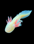 A close-up view of an Axolotl - GFP Albino - Ambystoma mexicanum against a black background, showcasing its pale body with pinkish external gills and slightly translucent, elongated appearance.