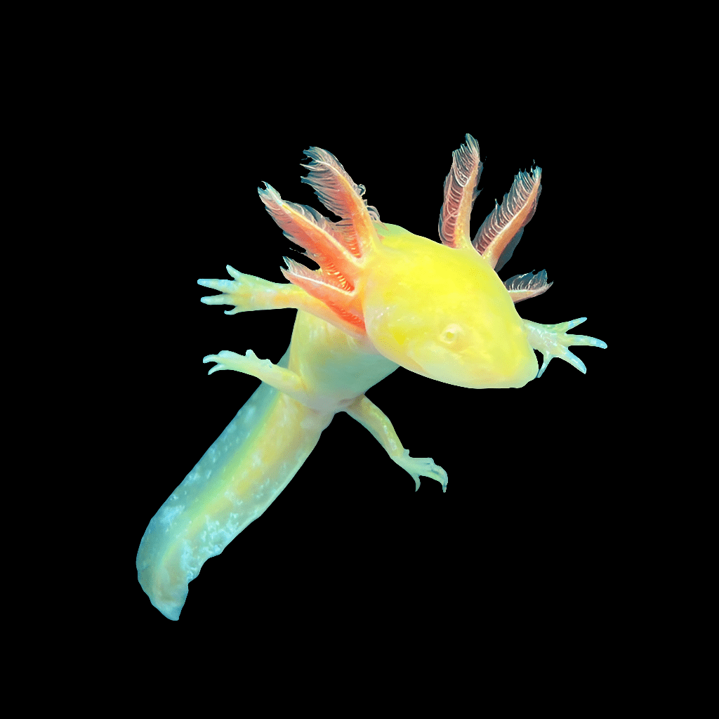 A GFP Gold Flake Albino Ambystoma mexicanum, a bright yellow axolotl morph with red-tipped feathery gills, swims against a black background. Its translucent body and limbs reveal shimmering iridophores, showcasing a unique aquatic appearance.