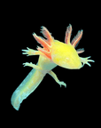 A GFP Gold Flake Albino Ambystoma mexicanum, a bright yellow axolotl morph with red-tipped feathery gills, swims against a black background. Its translucent body and limbs reveal shimmering iridophores, showcasing a unique aquatic appearance.