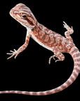 A Red Bearded Dragon, Pogona vitticeps, featuring a textured light brown and pinkish body with a long tail, rests on a black background. Its limbs are spread wide, showcasing delicate claws and scales.