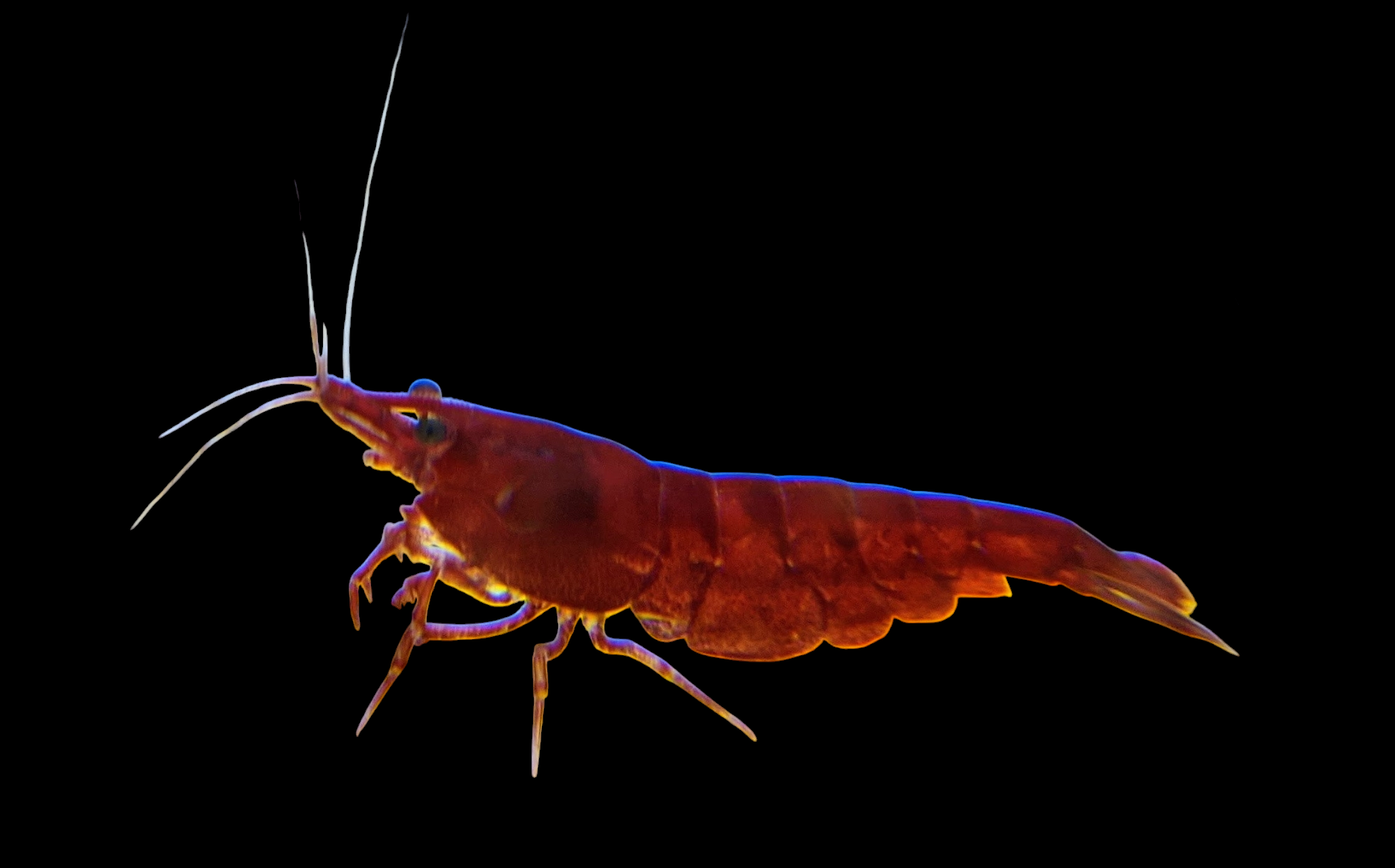 The Bloody Mary Red Shrimp - Neocaridina stands out against a solid black background, showcasing its vibrant red shell, long antennae, and detailed appendages.