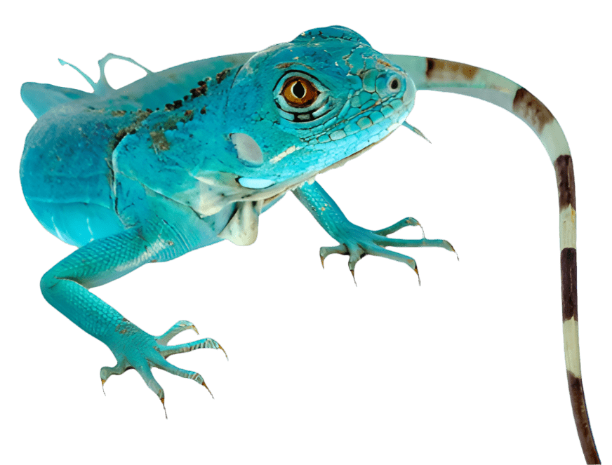 iguanas for sale online