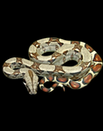 The Boa Constrictor - Imperator features a beautifully coiled body, showcasing a striking pattern of light and dark brown patches set against a black background. Its head is slightly raised, and the body is gracefully curved with distinctive markings.