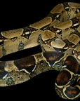 A Boa Constrictor - Imperator with a large, coiled brown body and dark brown and beige patterns on its scales set against a black background. Its head is visible, highlighting the intricate patterned skin and smooth texture.