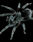 A close-up image of the Brazilian Black - Grammostola pulchra, highlighting its dark, hairy body and long legs against a black background with detailed views of its segmented legs and body.