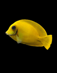 A Chocolate Mimic Tang, belonging to the Acanthurus Pyroferus species, with its distinctive shape and elongated fins, glides against a black background. Its vibrant hues stand out against the dark setting, showcasing its remarkable appearance while being fully compatible with reef environments.