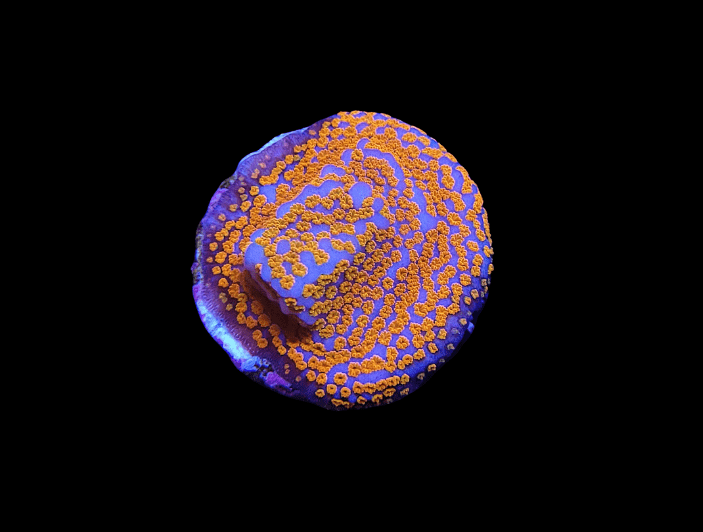 A close-up of the Confused Rainbow Montipora on a black background. The coral showcases a vibrant purple base with intricate orange patterns and a textured surface, resembling tiny flower-like clusters.