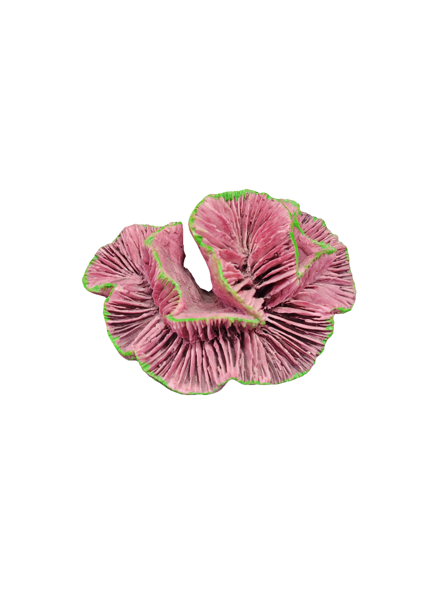 A lively arrangement of Fimbriaphyllia Decor features wavy purple caps with pleated gills, accented by subtle green edges that stand out against a white backdrop.