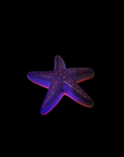 GloFish - Starfish Decor - Purple