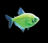 Glofish - Skirt Tetra