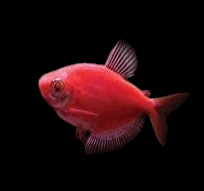 Glofish - Skirt Tetra