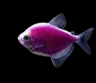 Glofish - Skirt Tetra