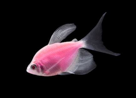 Glofish - Skirt Tetra