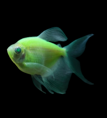 Glofish - Skirt Tetra