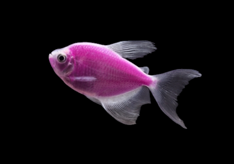 Glofish - Skirt Tetra