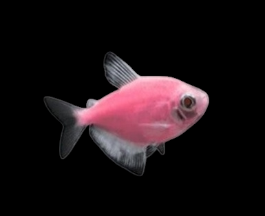 Glofish - Skirt Tetra