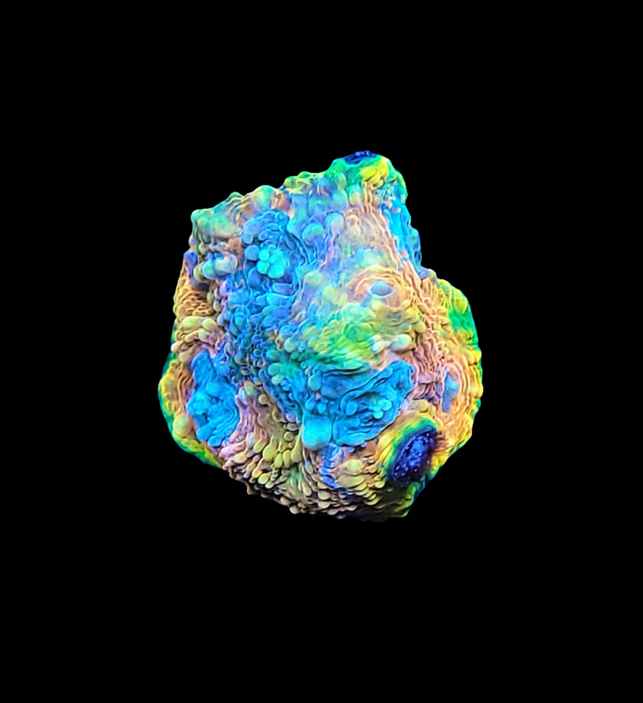 The AO Unknown Soldier Echinata is a colorful, textured object with vibrant blues, greens, and yellows on a black background. It features an irregular surface with rounded and spiky formations resembling natures intricate beauty.