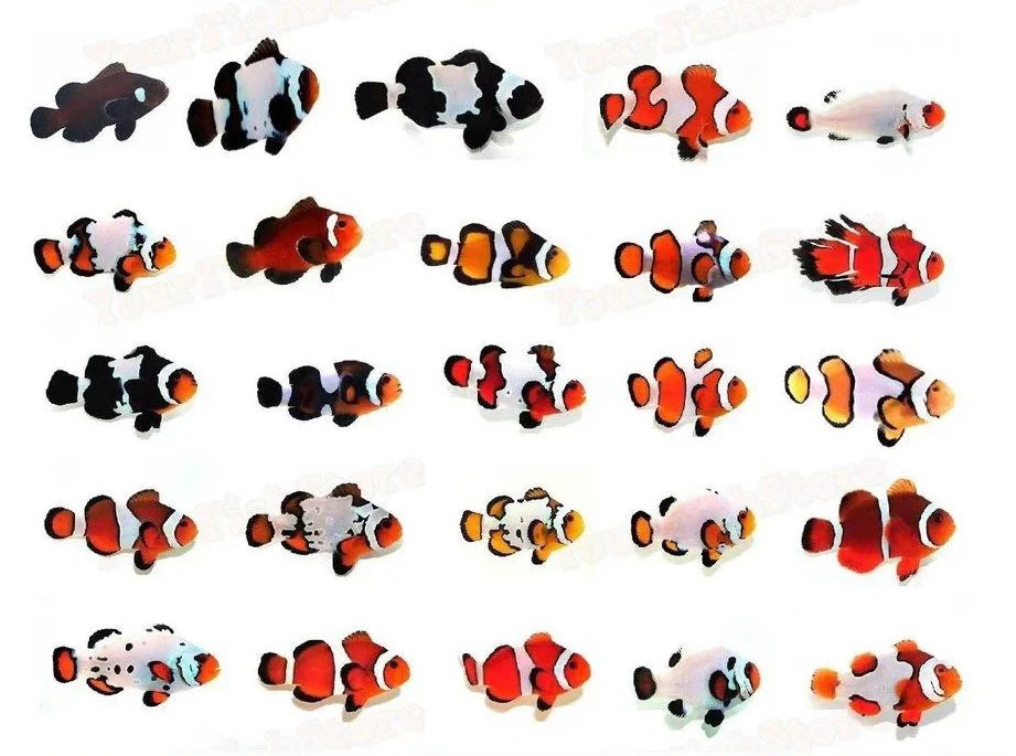 ORA Designer Ocellaris Clownfish - Premium Captive Bred Marine Fish