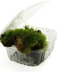 Joshs Frogs Spring And Stone Fresh Mood Moss is nestled in a clear plastic container, with the lid slightly open, showcasing its fresh, vibrant green hues against the transparent enclosure.