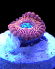 Close-up of the Magician Zoanthids coral under blue lighting on a small rock. This coral displays vivid orange, blue, and green hues in a circular, petal-like arrangement. The black background beautifully enhances its vibrant colors.