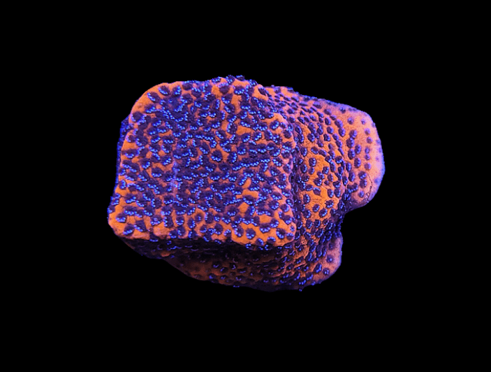 A close-up of the Mystic Sunset Montipora, showcasing its vividly textured surface. This unique specimen features an orange base adorned with striking blue speckles, set against a solid black background.