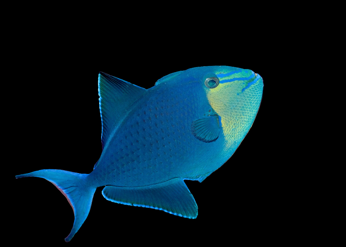 A Niger Trigger - Odonus Niger with a streamlined body and distinct fins swims against a plain black background, highlighting its striking blue color and intricate scale pattern.