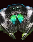 Jumping Spider