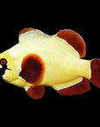 A brightly colored ORA Gold Nugget Maroon Clownfish with a yellow body and large, distinct circular red markings on its fins and body is shown against a black background.