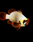 The ORA Gold Nugget Maroon Clownfish, known for its white body and large brown-orange markings on its fins and face, swims against a plain black background. Its round eyes and unique coloration stand out vividly.