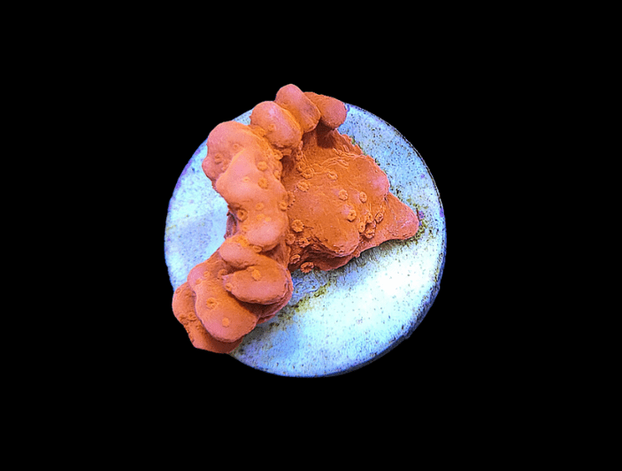 Close-up of the vibrant Orange Montipora Setosa frag featuring a bumpy texture, set on a small, round white disc. The dark background highlights the bright colors and intricate surface details of the coral.