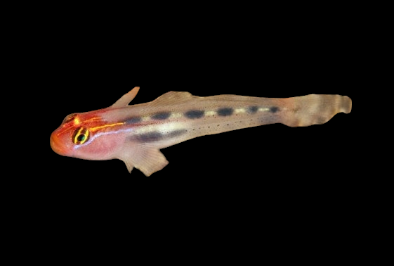 Illustration of a Red Cap Goby (Elacatinus puncticulatus): a slender, translucent carnivorous fish with prominent eyes, a reddish head, and black spots along its body. Set against a black background, it resembles gobies and is perfectly reef compatible.