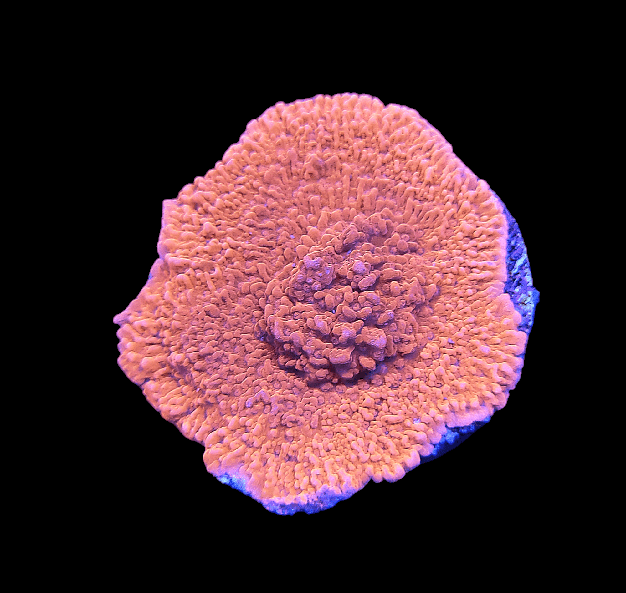 Against a black background, the Red Montipora Cap, a vibrant coral with a textured surface, is illuminated to showcase its intricate details and rounded shape.