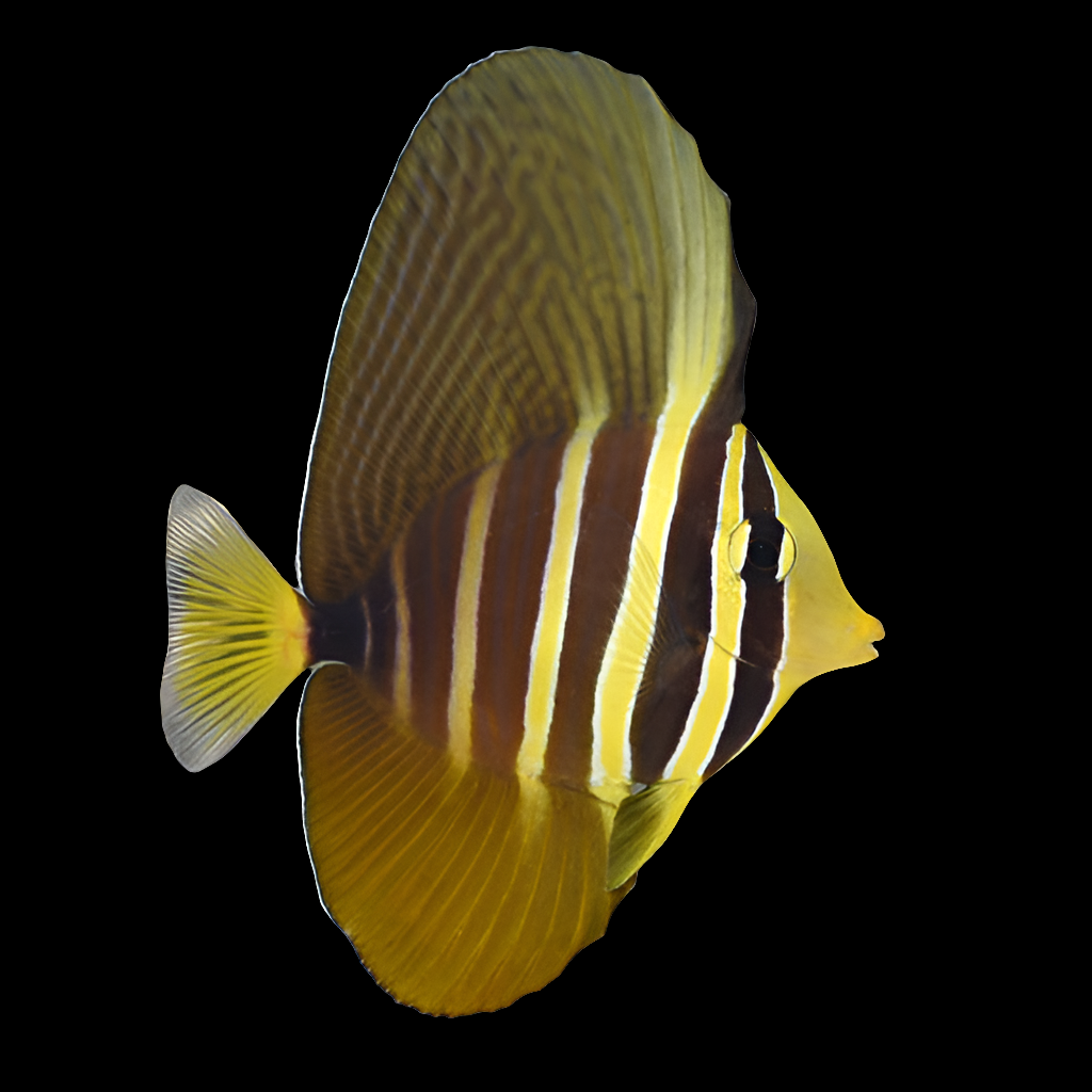 Sailfin Tang - Zebrasoma veliferum