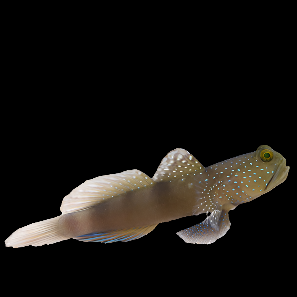 The Spotted Watchman Goby (Cryptocentrus cinctus) is a slender-bodied Gobiidae fish with large fins, featuring a brownish color with white spots that stand out against a black background. Known for its carnivorous diet, this reef-compatible fish adds intrigue to any aquatic environment.