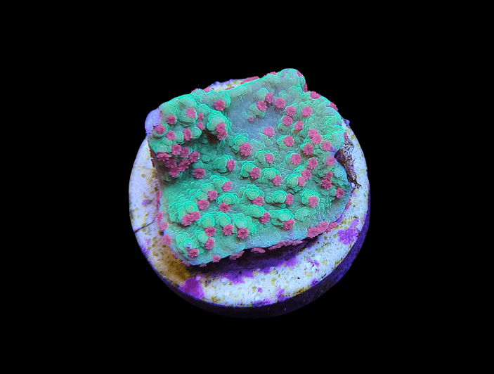 A close-up of the Strawberry Fields Montipora, displaying its bright green fragments with vibrant pink polyps, set on a small, round, purple and white base against a black background.