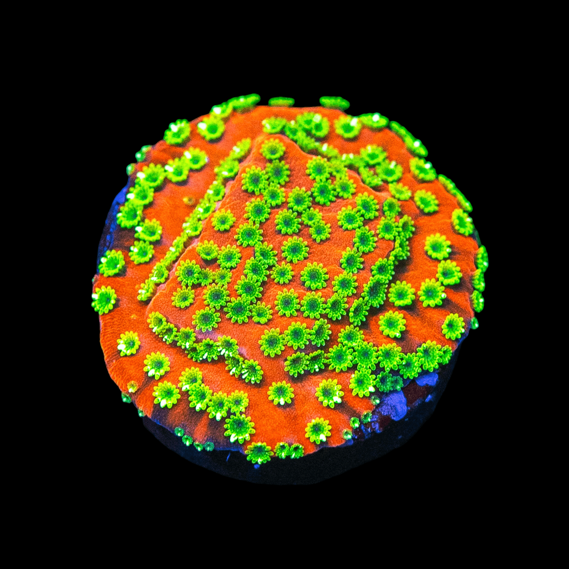 A scanning electron microscope image of a single grain of sand, showcasing a vibrant pattern reminiscent of Sunset Montipora with green crystalline structures and a vivid orange and blue background, all set against a black backdrop.
