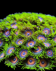 Close-up of Super Saiyan Zoanthids, featuring vibrant neon green tentacles and purple centers against a black backdrop, accentuating the intricate patterns and vivid colors of underwater life.
