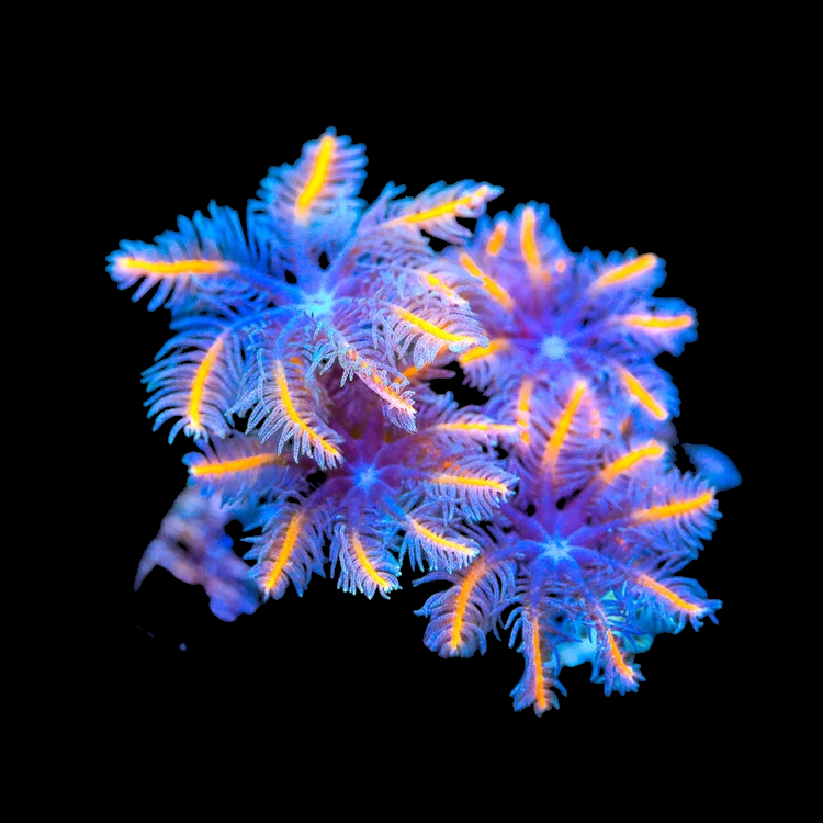 The TSA - Candy Corn Clove Polyps feature vibrant coral polyps with glowing blue and orange fronds on a black background. Their intricate patterns resemble starbursts, showcasing delicate, feathery extensions reaching outward.