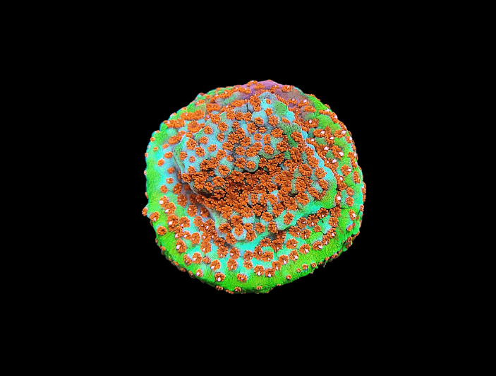 The TSA Chili Pepper Montipora showcases bright green, blue, and orange hues against a black background. Its vibrant texture and colors create the appearance of a miniature, underwater landscape.