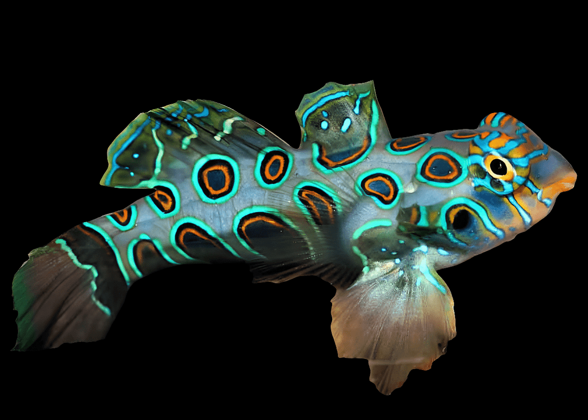 Target Mandarin Goby (Synchiropus picturatus) - Live Spotted