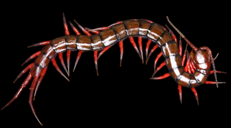 The Vietnamese Giant Centipede - Scolopendera is shown in close-up, displaying a segmented body with alternating brown and white sections. Its vivid red legs extend from each segment against a black background, enhancing the centipedes striking colors.